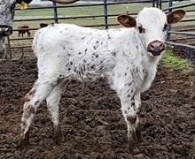 Miss Beauty Steer