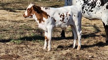 Riverforks Rag Doll x Cowboy Catchit Chex bull