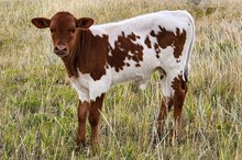 20 Gauge x June Bug steer