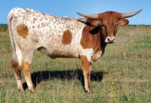 LL CONNIE 