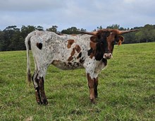 AOK Delilah