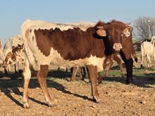 STARS DREAM CATCHER X HUBBELLS 20 GAUGE - TAG 3256