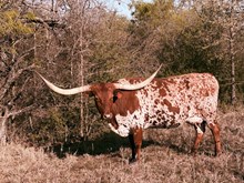 TLS BWANA'S PRINCESS