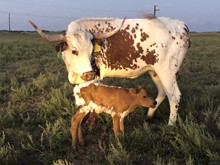 Unnamed Heifer All Tuned Up 915