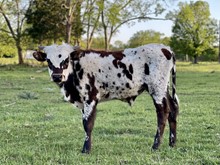 RR Hondo