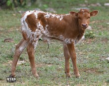 Blondie X Jericho bull calf