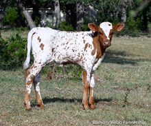 Lolita x Jericho Heifer 