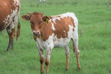 Brazos Dalila 89/20