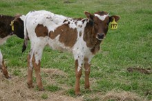 DORTHY'S HEIFER CALF TAG 147