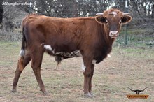 IRON BEAUTY BULL CALF