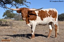 SEL LENSY REB'S BEAUTY