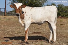 SEL ANNABELLE ROYAL NOTCH