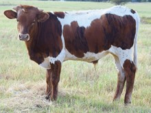 bwana x rio angel bull