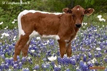 RHEA'S BULL CALF