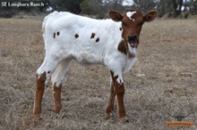 SEL LINDA'S JOSEPHINE