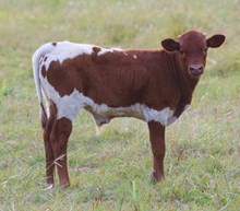 Bwana Chex x BL Rio Angel bull calf