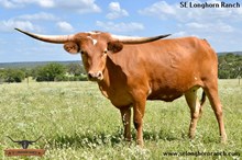SEL ALORA RED BEAUTY
