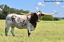 3S ROSE OF THE CENTURY