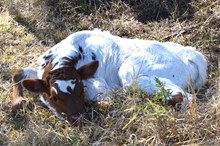 SEL Pepsi-Cola COWGIRL
