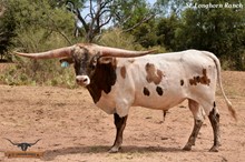 RJF COWBOY REB