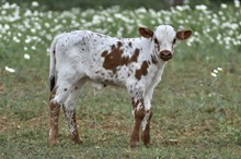 DOLLY'S BULL CALF