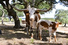 SEL Touchdown Swoop x Grand Tour