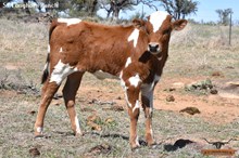 SEL REB'S TEMPTING BRAVA