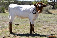 SEL Pepsi-Cola COWGIRL