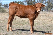 SEL REB'S IRON ALLIE