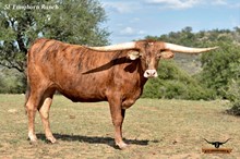 KDK VALIANT'S RHEA