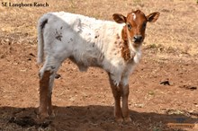 SEL REB'S IMPRESSIVE STELLA