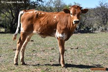 SEL REB'S QUEEN VICTORIA