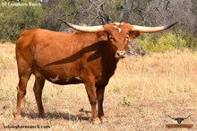 SEL ALORA RED BEAUTY