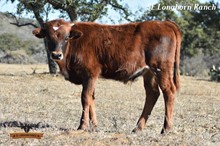 AUSSIE TOUCH BULL CALF