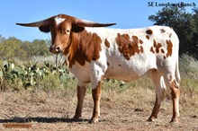 SEL IMPERESSIVE GLORY