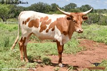 SEL COWGIRL'S REB