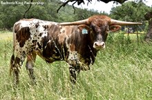 BRAZOS TAURUS 22/24