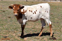 SEL IRIS REB'S QUEEN