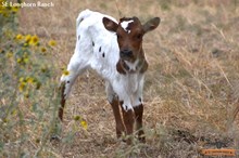 SEL LINDA'S JOSEPHINE