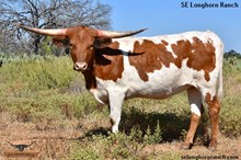 SEL LENSY REB'S BEAUTY