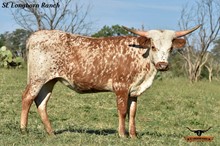 SEL DOTTIE IRON NOTCH