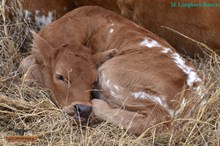 SEL REB'S QUEEN VICTORIA