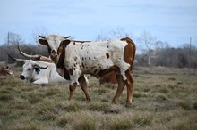 SEL Breeze Rio Notch Bull Calf