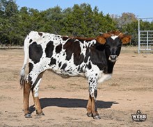 WFF Topaz Tuff Chex