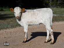 ASTRO x Emma bull calf