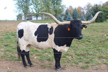 DRAGON TALON/TTT 81 06/10/25