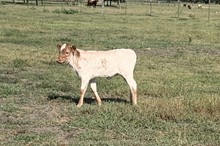 081 Unnamed Heifer 