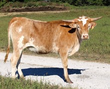 HL Ella