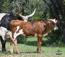 WFF Frieda Tuff Chex
