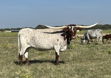 GF MIKE'S LEADING LADY